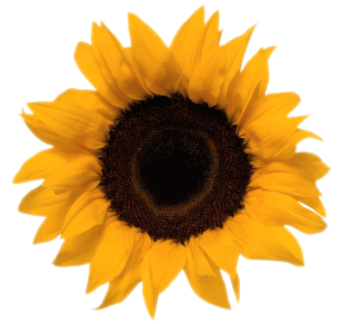 Pembrokeshire Sunflowers' Sunflower