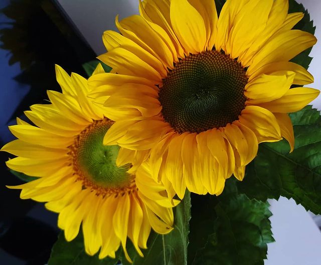 Two sunflowers