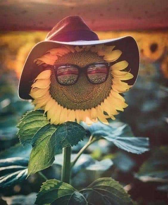 Barry the sunflower