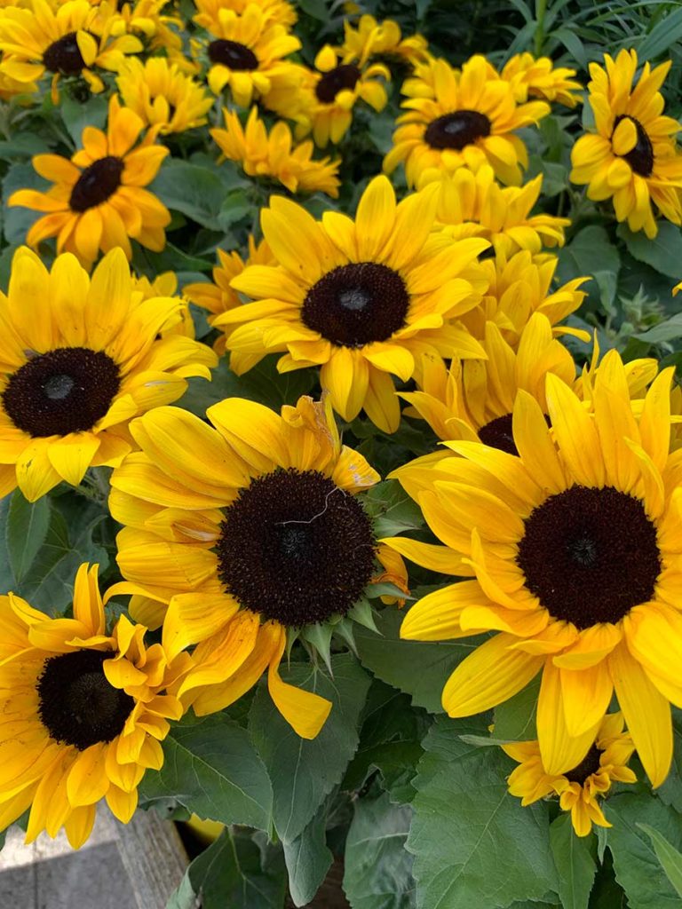 Field of sunflowers